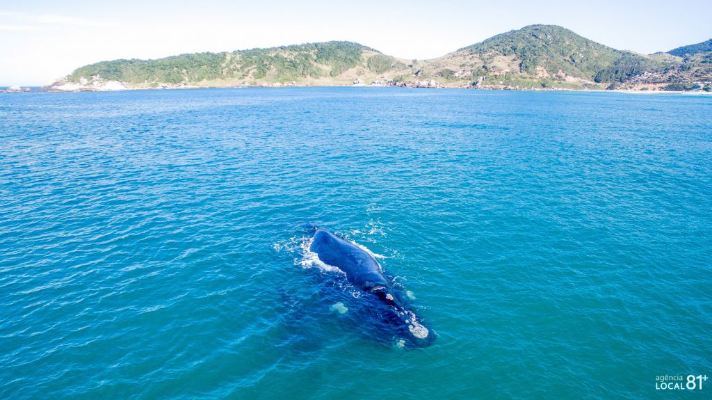 Baleia Franca na praia do Rosa 2019